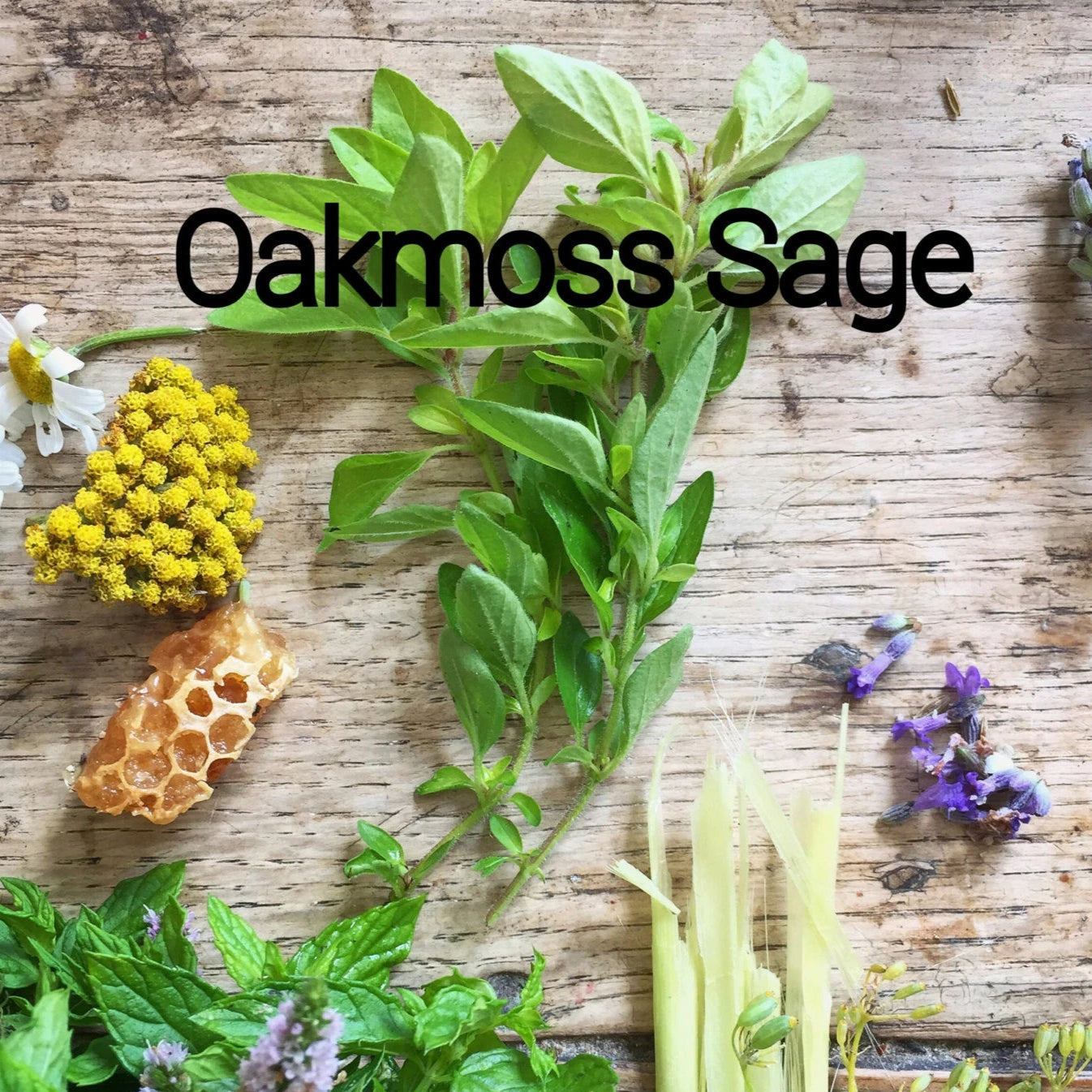 Oakmoss Sage Candle/Soap Making Fragrance Oil