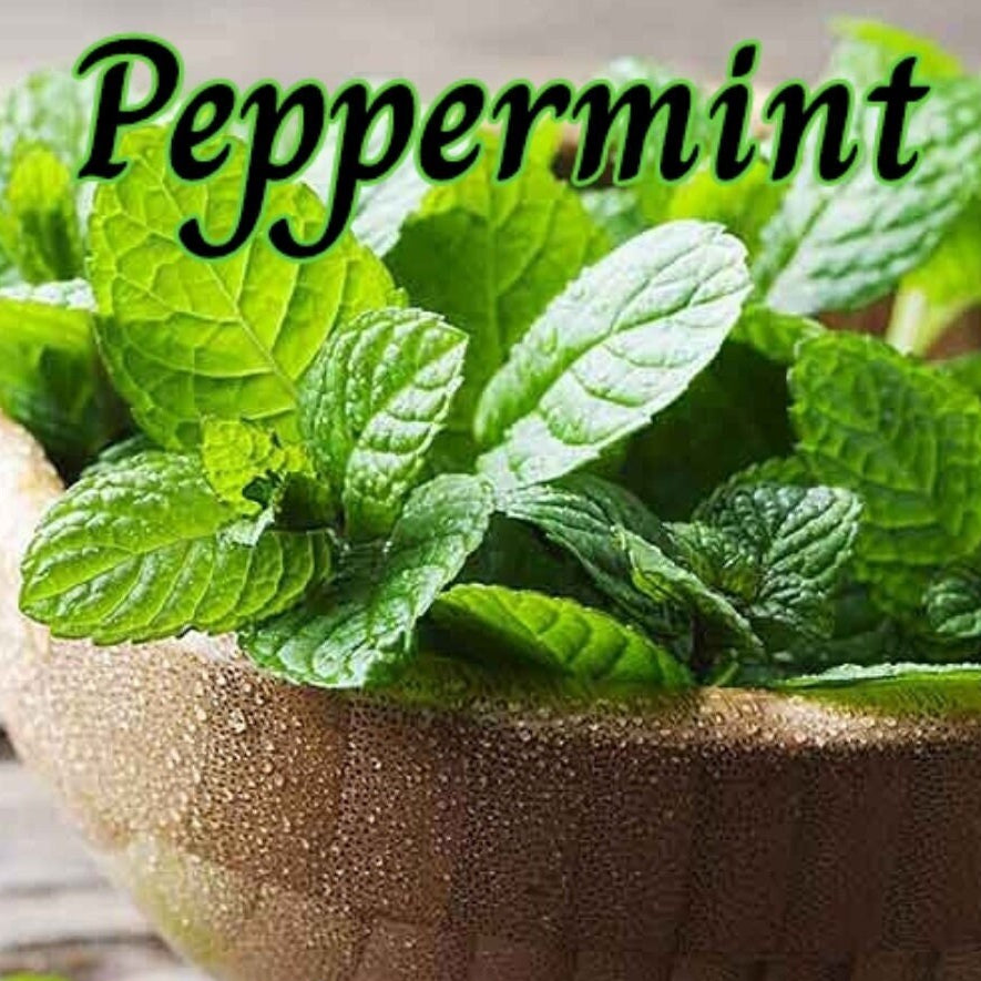 Peppermint Candle Making Fragrance Oil