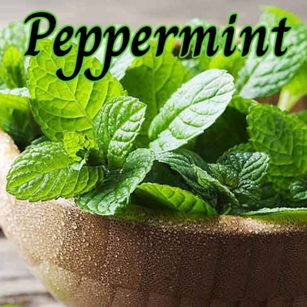 Peppermint Candle Making Fragrance Oil