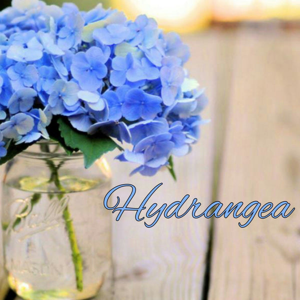 Hydrangea Candle/Soap Making Fragrance Oil